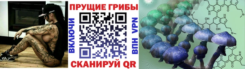 Купить  Иннополис  Галлюциногенные грибы Cubensis 